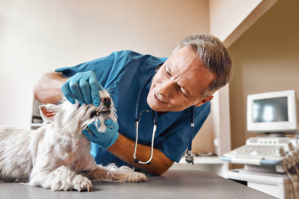 Best Pediatric Emergency Dentist in Parkville, MD